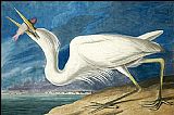 John James Audubon Great White Heron painting